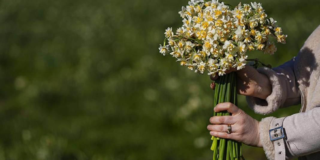 Kokusuyla fark atıyor, kadınlara gelir oluyor! Karaburun’da mis kokulu hasat: Sonbaharda başlıyor kış boyu sürüyor 3